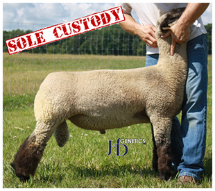 Paulson Club Lambs | Reference Sires